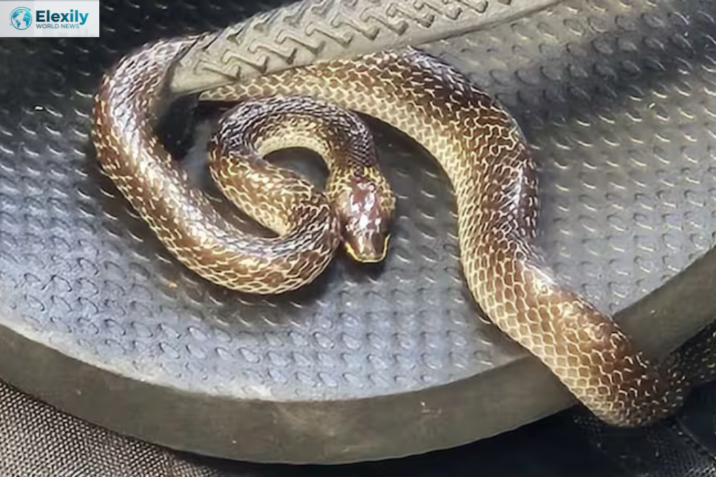 snake found in suitcase christchurch traveller