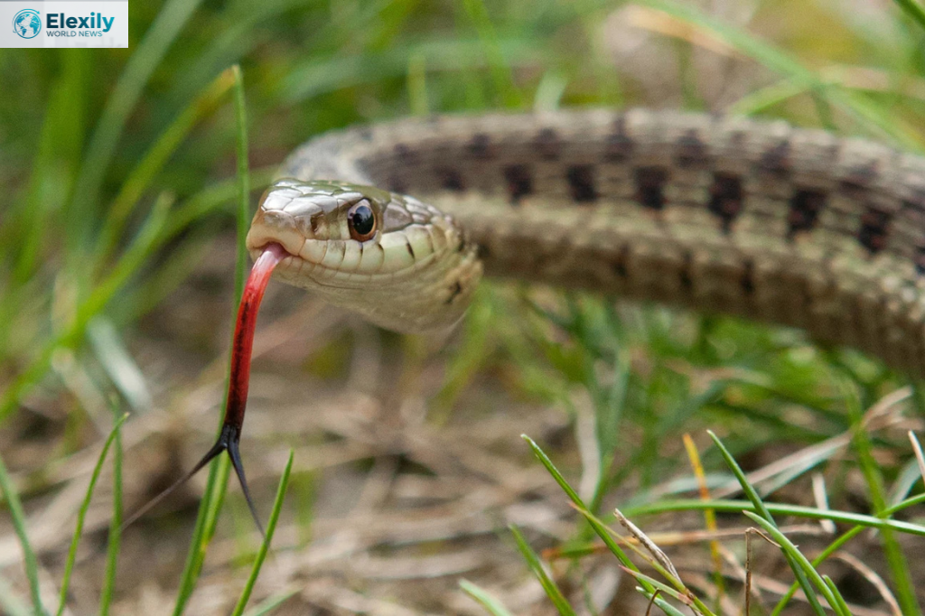 snake found in suitcase christchurch traveller